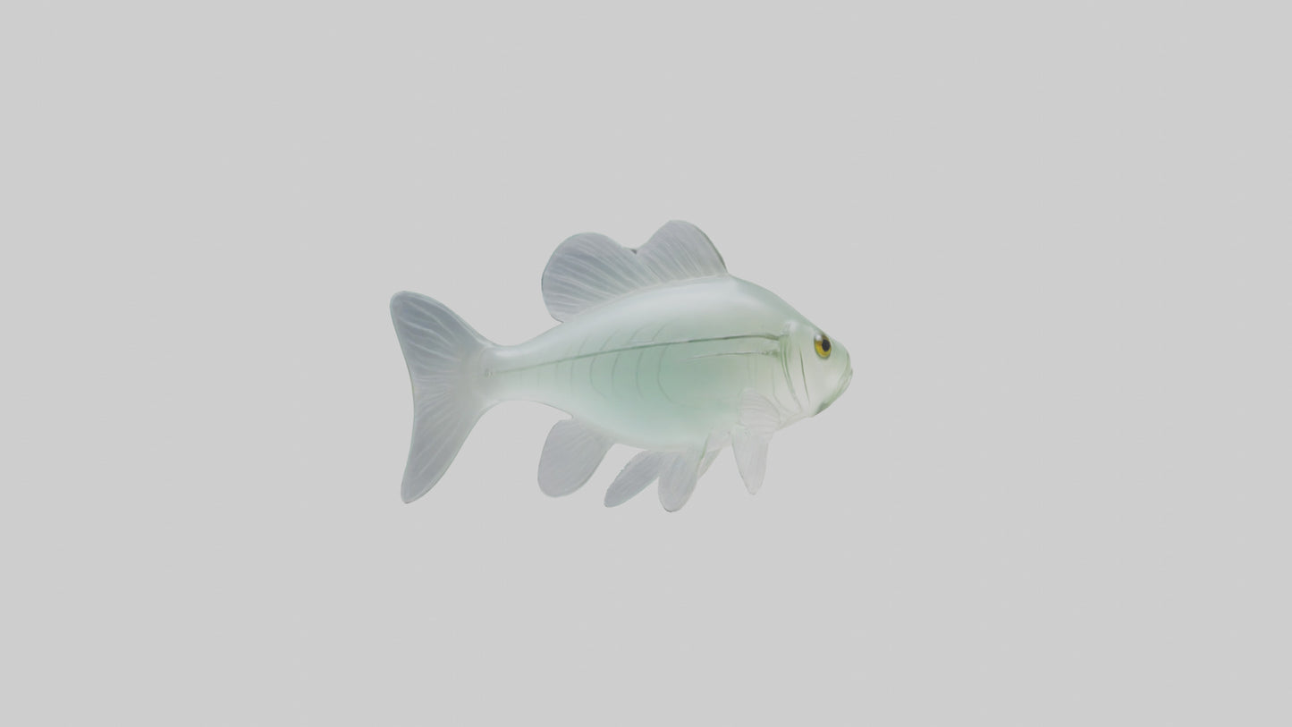 3D model Glass Catfish swimming model VR / AR / low-poly