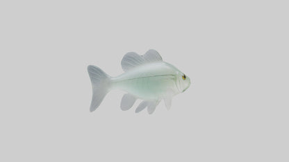 3D model Glass Catfish swimming model VR / AR / low-poly