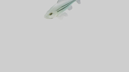 3D model Glass Catfish swimming model VR / AR / low-poly