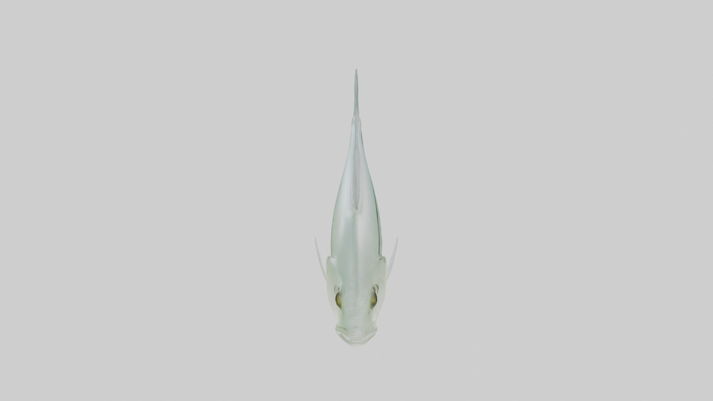 3D model Glass Catfish swimming model VR / AR / low-poly