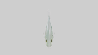3D model Glass Catfish swimming model VR / AR / low-poly