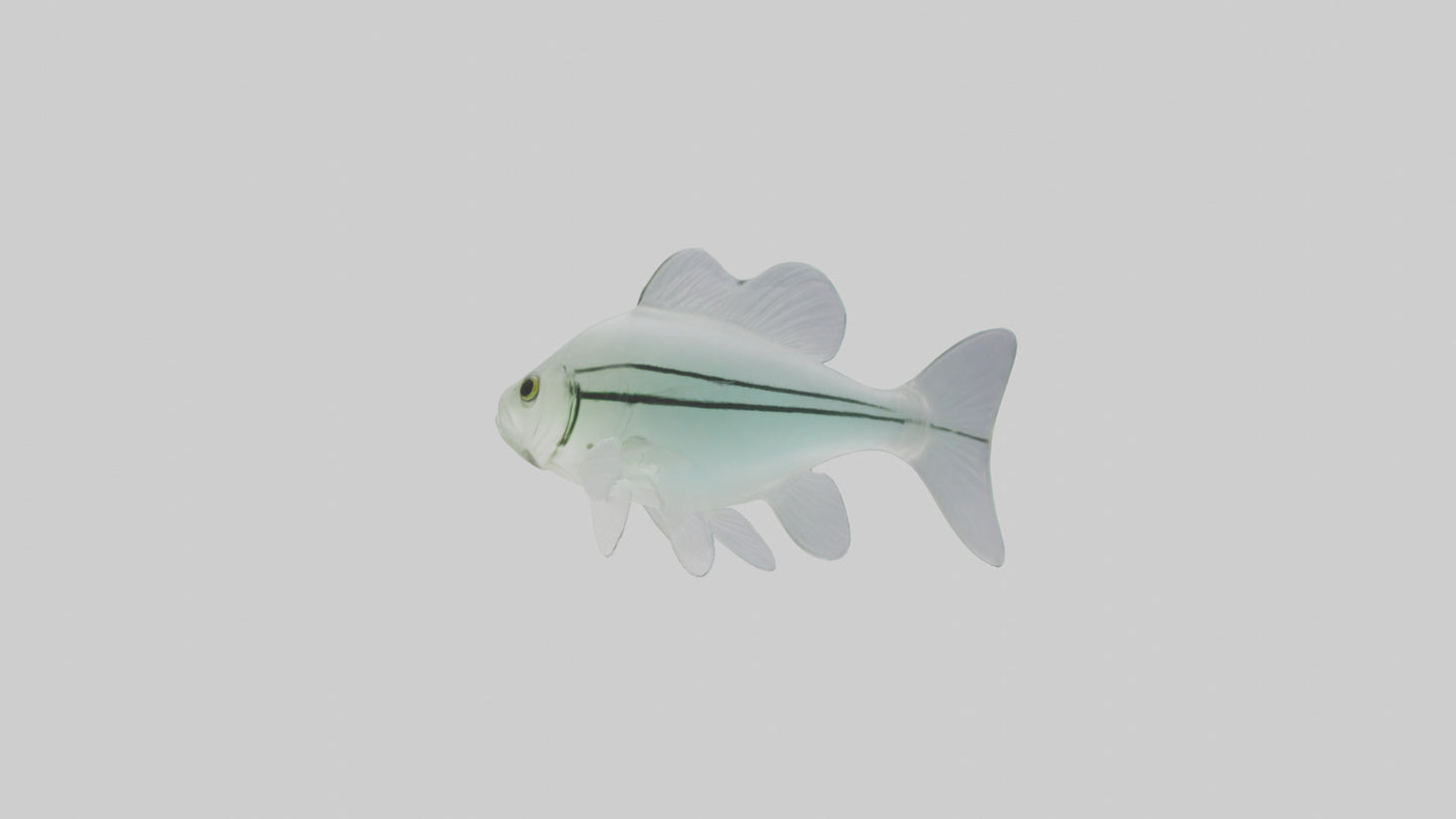 3D model Glass Catfish swimming model VR / AR / low-poly