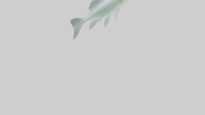 3D model Glass Catfish swimming model VR / AR / low-poly