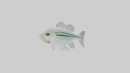 3D model Glass Catfish swimming model VR / AR / low-poly