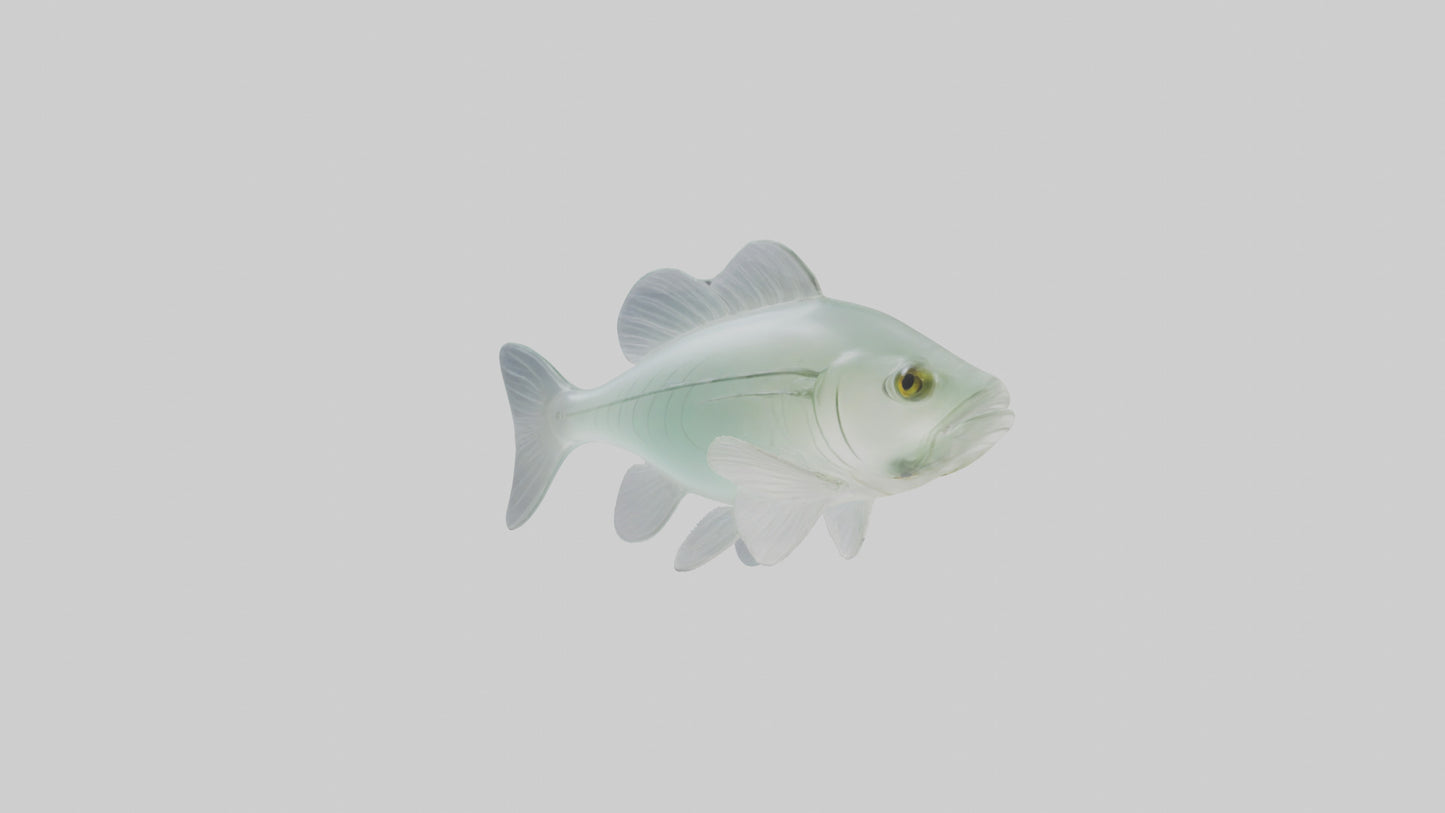 3D model Glass Catfish swimming model VR / AR / low-poly