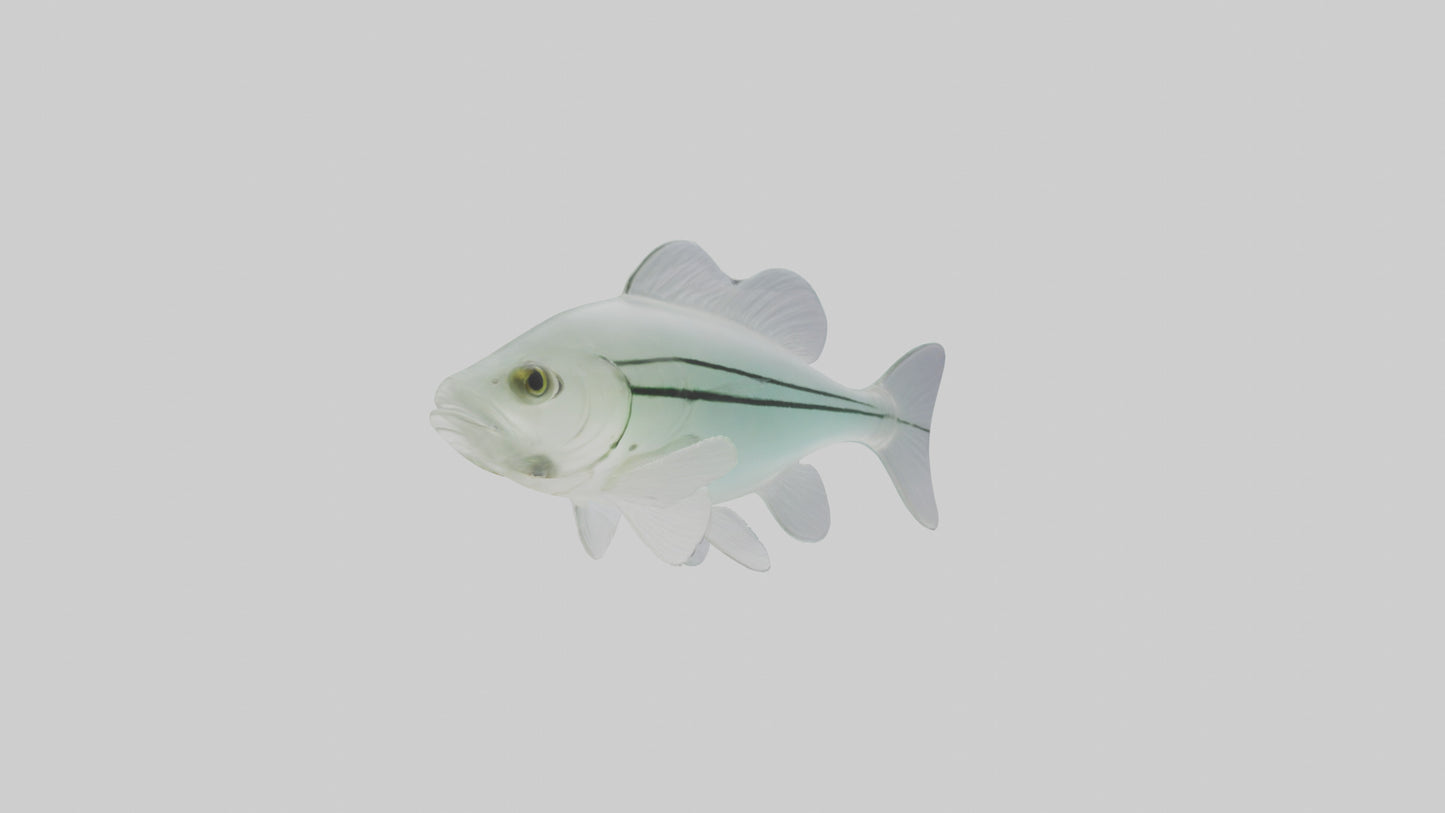 3D model Glass Catfish swimming model VR / AR / low-poly