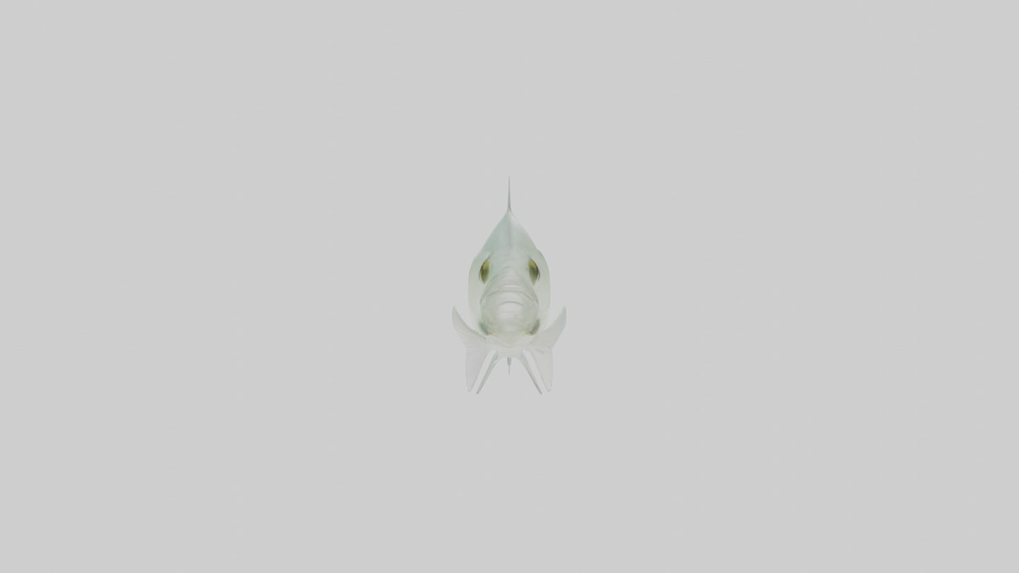 3D model Glass Catfish swimming model VR / AR / low-poly