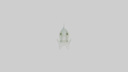 3D model Glass Catfish swimming model VR / AR / low-poly