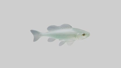 3D model Glass Catfish swimming model VR / AR / low-poly