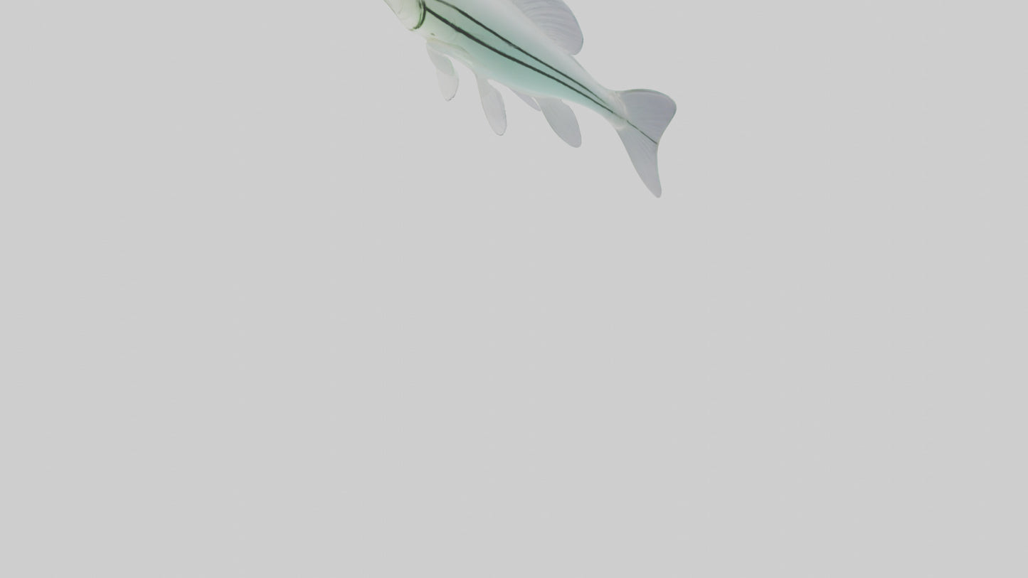 3D model Glass Catfish swimming model VR / AR / low-poly