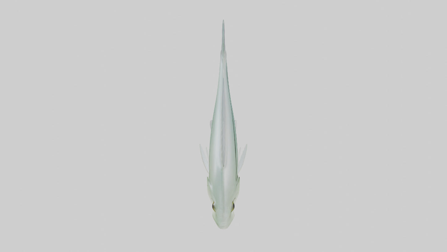 3D model Glass Catfish swimming model VR / AR / low-poly