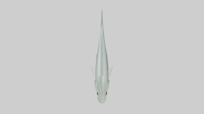 3D model Glass Catfish swimming model VR / AR / low-poly