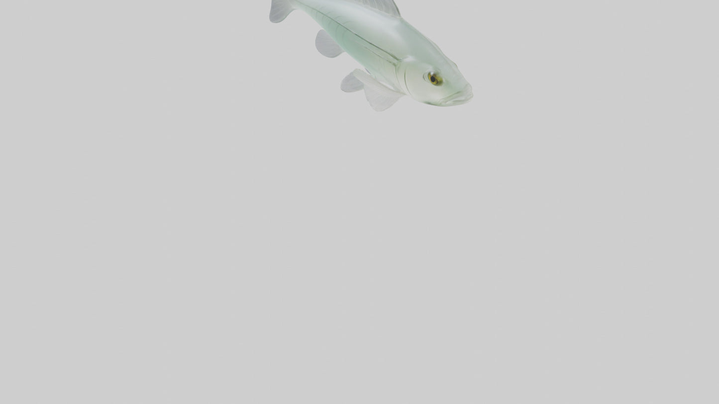 3D model Glass Catfish swimming model VR / AR / low-poly