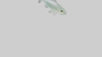 3D model Glass Catfish swimming model VR / AR / low-poly