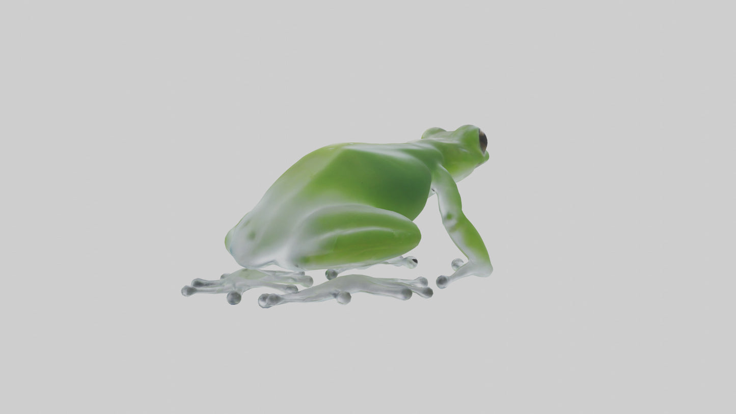 Glass Frog perched model VR / AR / low-poly