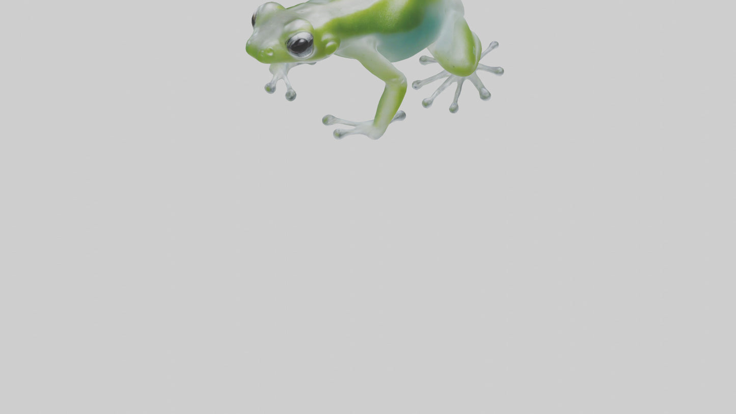 Glass Frog perched model VR / AR / low-poly