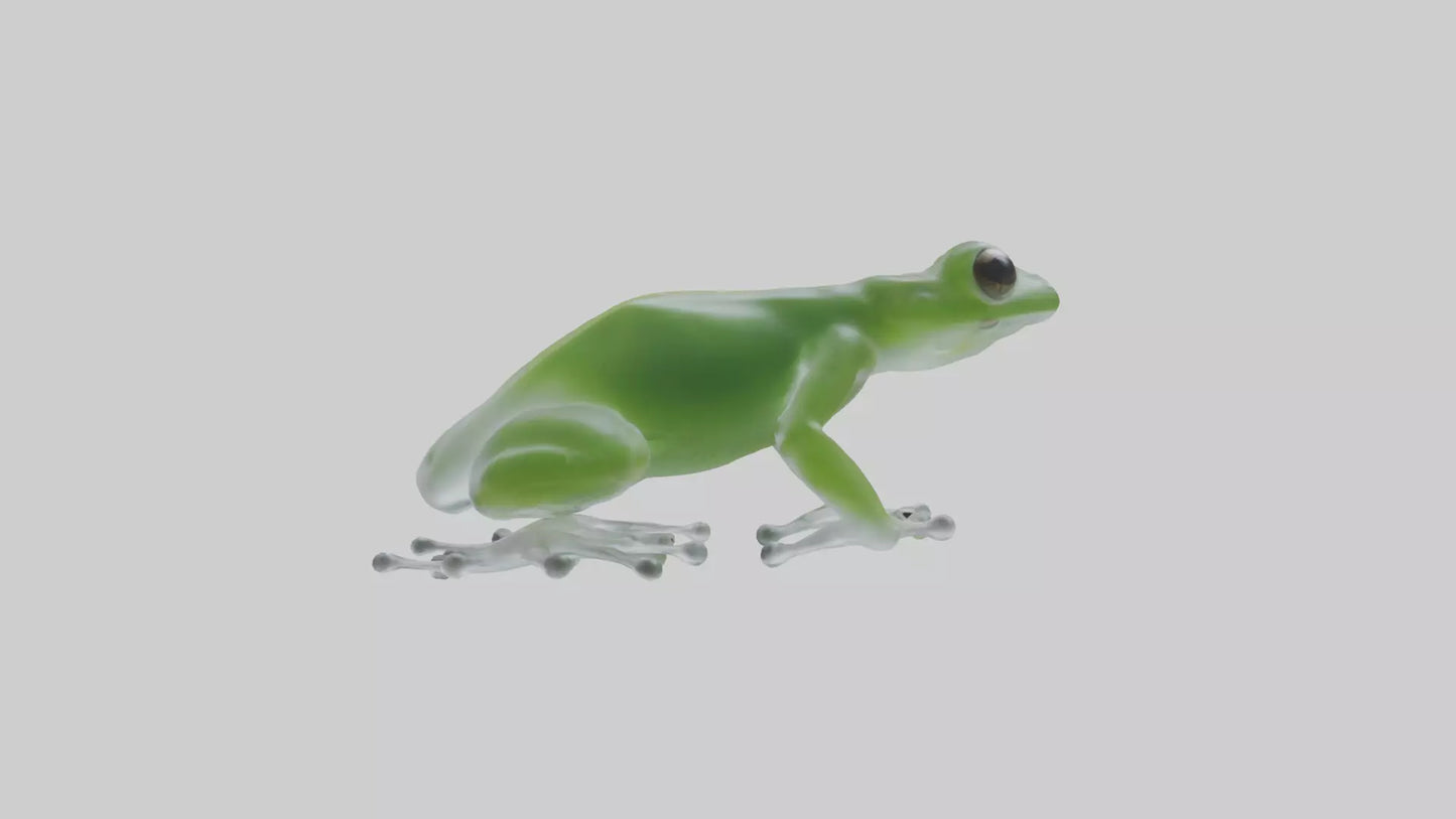 Glass Frog perched model VR / AR / low-poly