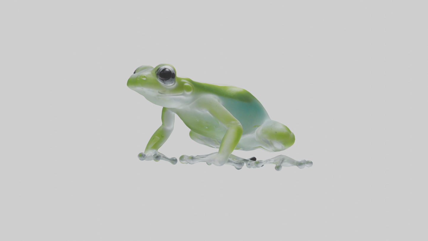 Glass Frog perched model VR / AR / low-poly