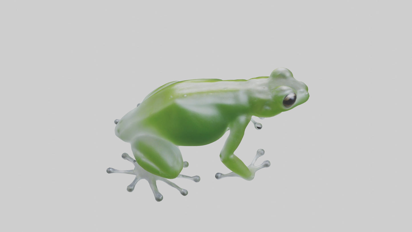 Glass Frog perched model VR / AR / low-poly