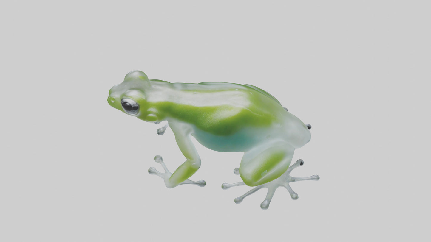 Glass Frog perched model VR / AR / low-poly