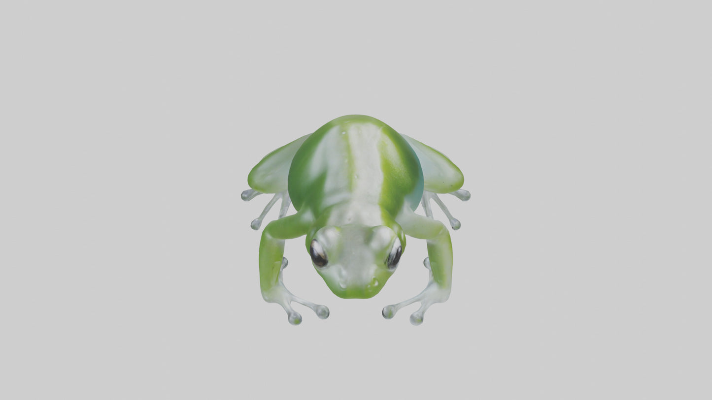 Glass Frog perched model VR / AR / low-poly