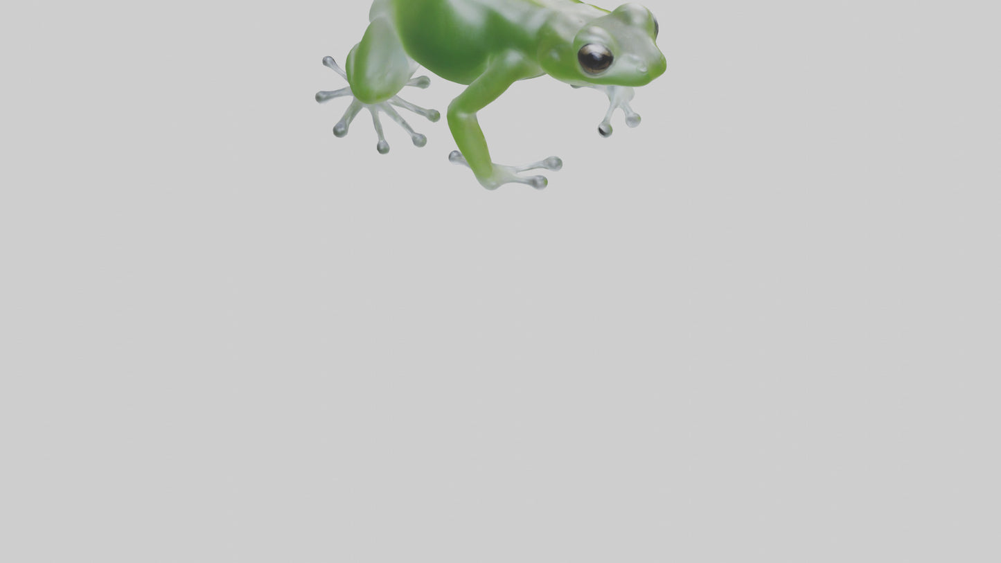 Glass Frog perched model VR / AR / low-poly