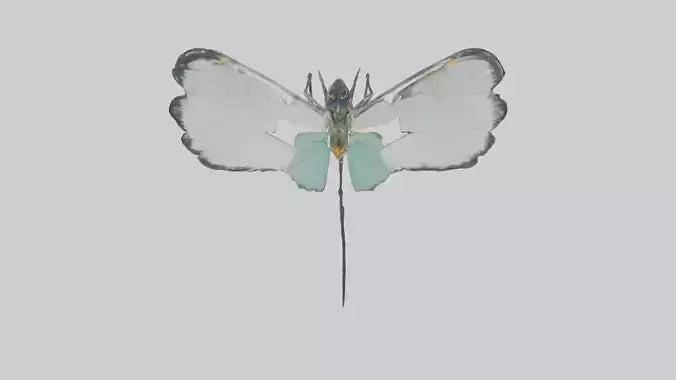Glasswing Butterfly feeding model VR / AR / low-poly