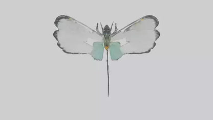 Glasswing Butterfly feeding model VR / AR / low-poly