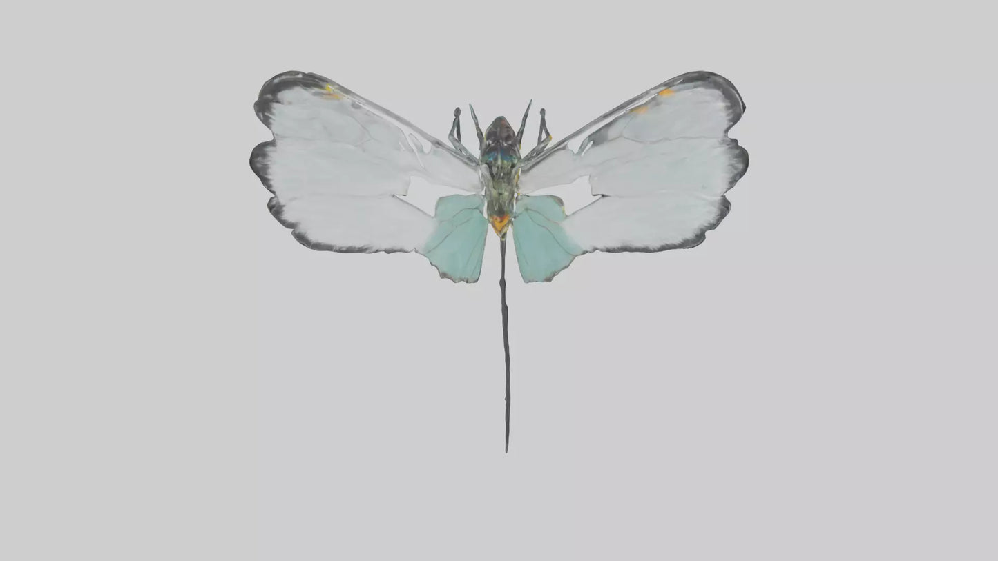 Glasswing Butterfly feeding model VR / AR / low-poly