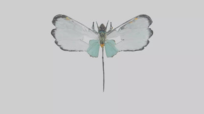 Glasswing Butterfly feeding model VR / AR / low-poly