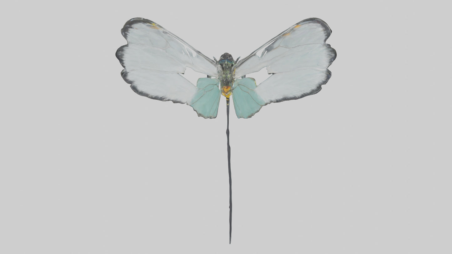 Glasswing Butterfly feeding model VR / AR / low-poly