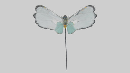 Glasswing Butterfly feeding model VR / AR / low-poly