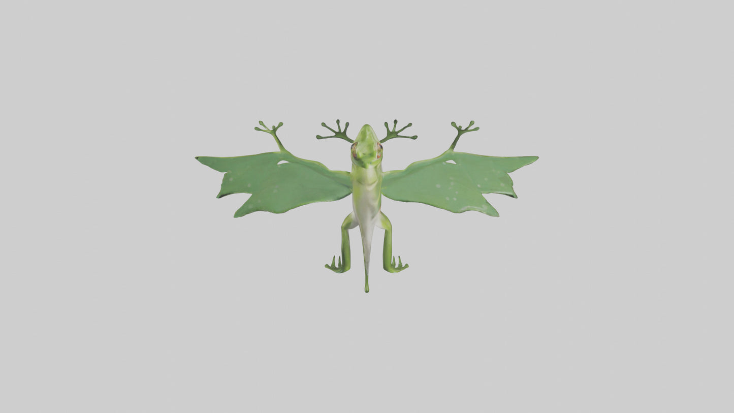 3D model Gliding Frog soaring model VR / AR / low-poly