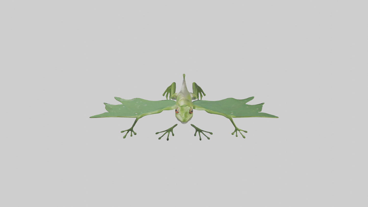 3D model Gliding Frog soaring model VR / AR / low-poly