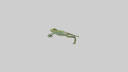 3D model Gliding Frog soaring model VR / AR / low-poly