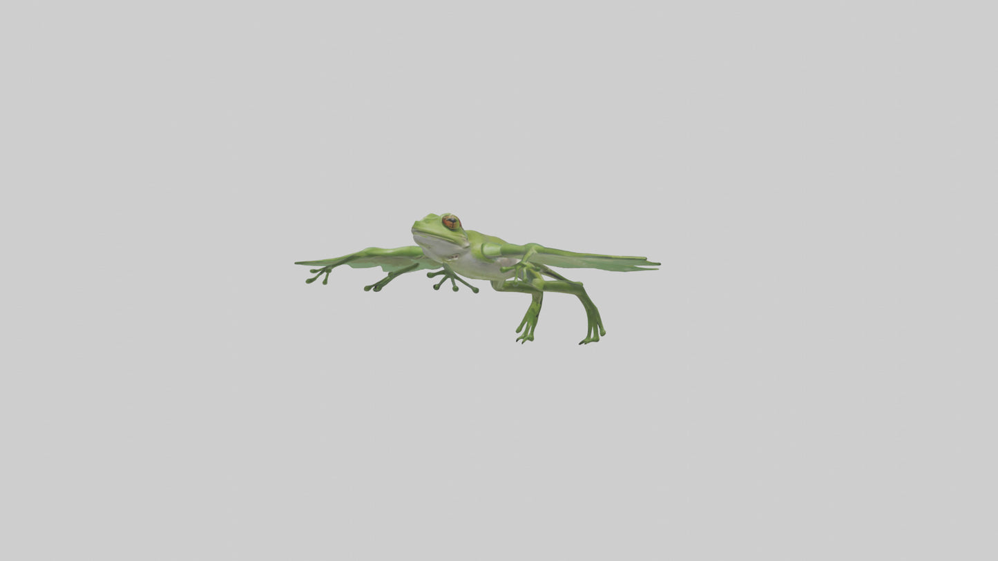 3D model Gliding Frog soaring model VR / AR / low-poly