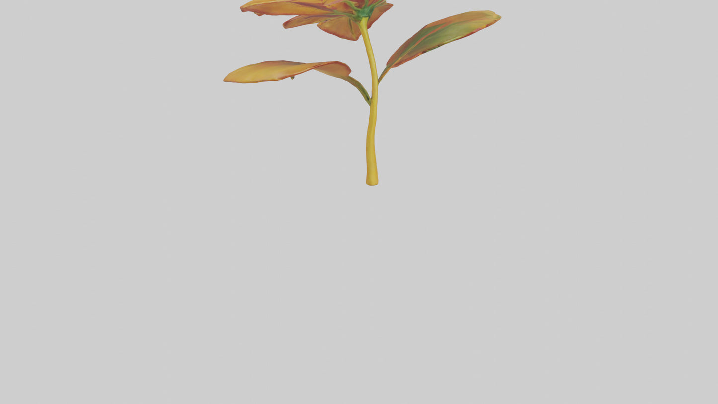3D model Gloriosa flower model VR / AR / low-poly