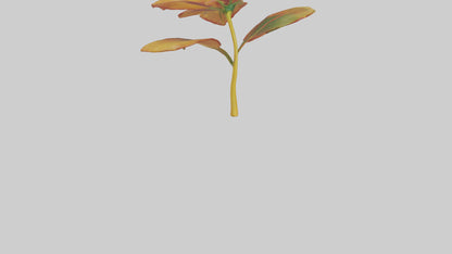 3D model Gloriosa flower model VR / AR / low-poly