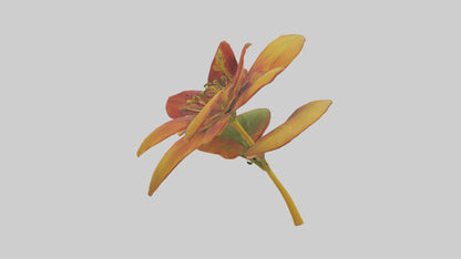 3D model Gloriosa flower model VR / AR / low-poly