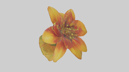 3D model Gloriosa flower model VR / AR / low-poly