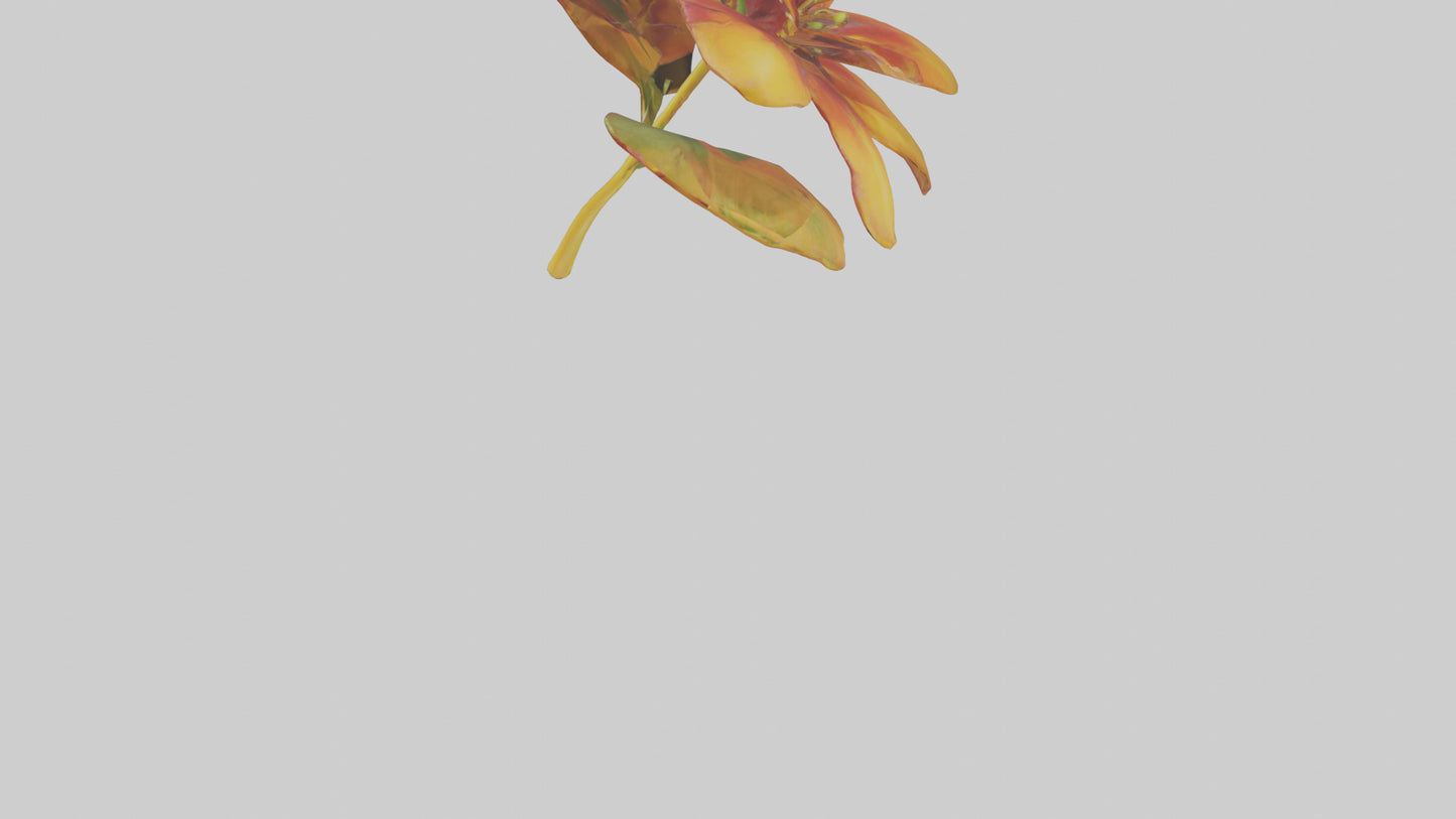 3D model Gloriosa flower model VR / AR / low-poly