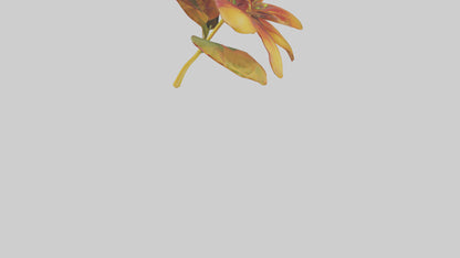 3D model Gloriosa flower model VR / AR / low-poly