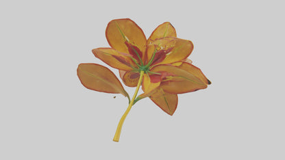 3D model Gloriosa flower model VR / AR / low-poly