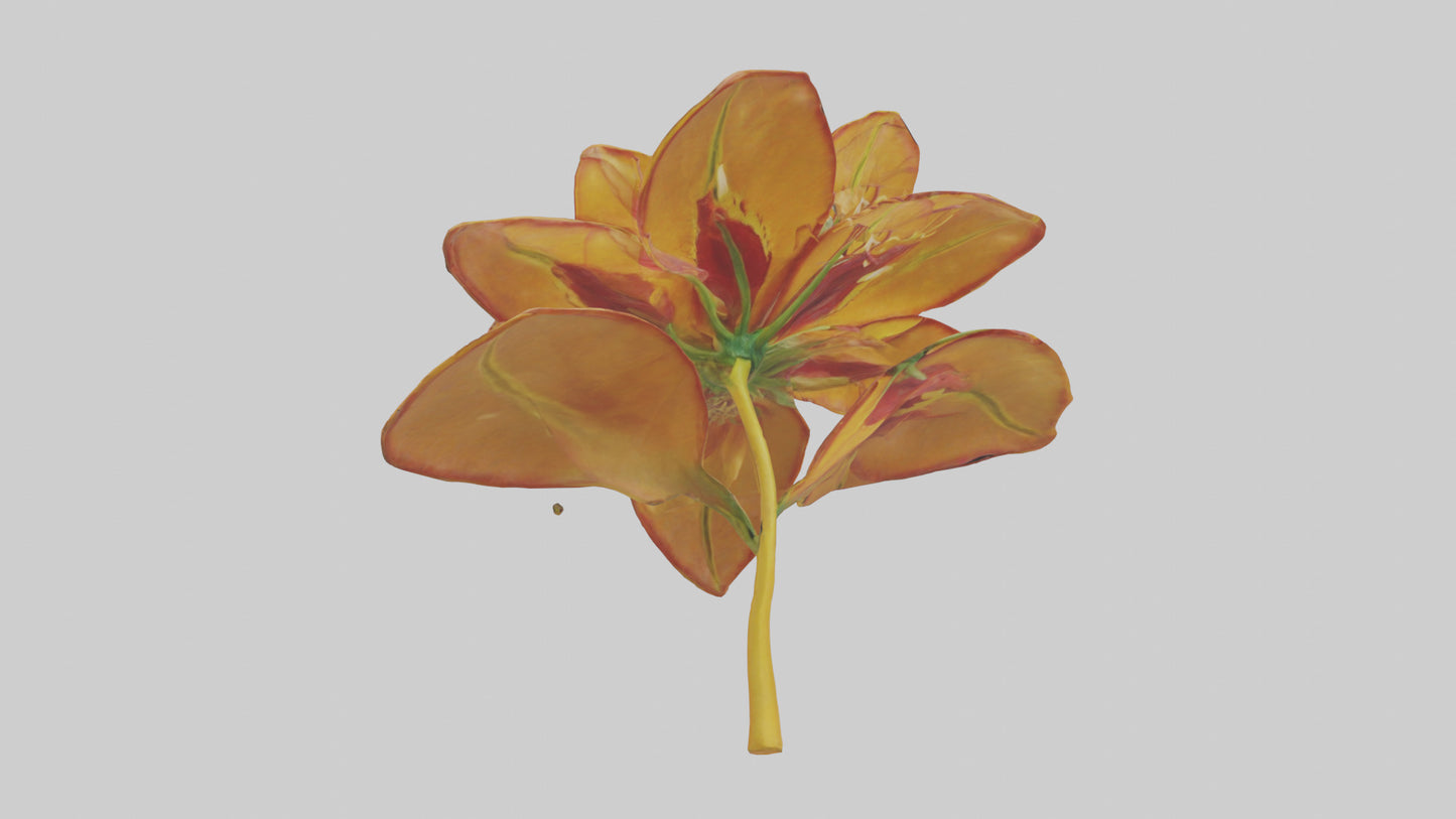 3D model Gloriosa flower model VR / AR / low-poly