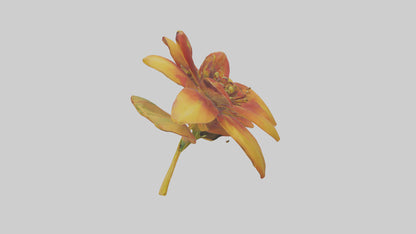 3D model Gloriosa flower model VR / AR / low-poly