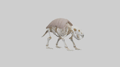 3D model Glyptodon Skeleton model VR / AR / low-poly