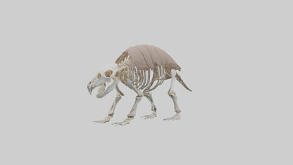3D model Glyptodon Skeleton model VR / AR / low-poly