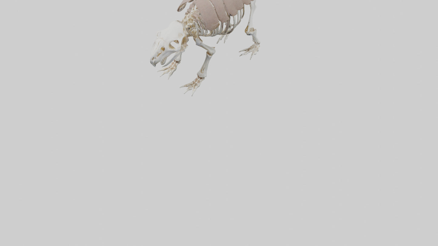 3D model Glyptodon Skeleton model VR / AR / low-poly