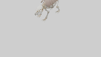 3D model Glyptodon Skeleton model VR / AR / low-poly