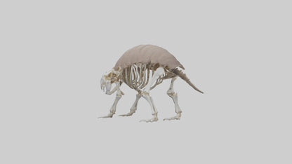 3D model Glyptodon Skeleton model VR / AR / low-poly